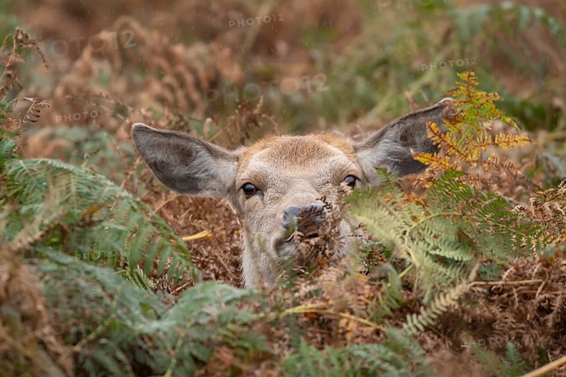 Red deer (Cervus elaphus) adult female doe sitting amongst bracken in the autumn, England, United Kingdom, Europe