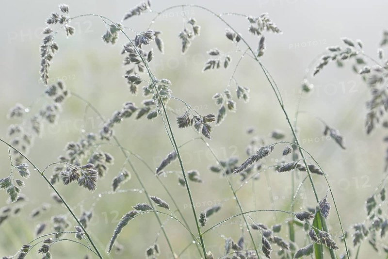 Orchard grass (Dactylis glomerata) with morning dew in fog, North Rhine-Westphalia, Germany, Europe