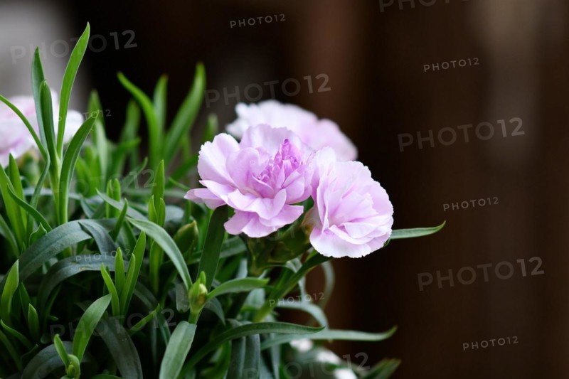 Close up of flowers of light purple Dianthus flowers