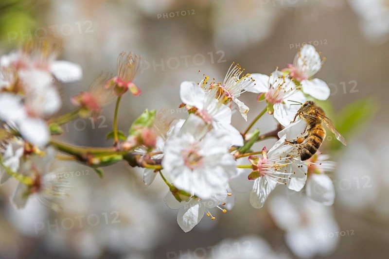 Western honey bee (Apis mellifera) fruit blossom, petals, honey bee, beekeeper, organic honey, health, food, pollination, mass harvesting, fruit tree, organic shop, bee diseases, varroa mite, biosphere reserve, Saxony-Anhalt, Germany, Europe