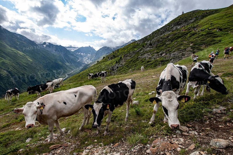 Young cattle on an alpine meadow in the Pitztal, on the right some participants of a trail run, in the background the valley of the Pitzbach and the Ötztal glacier, Tyrol, Austria, Europe