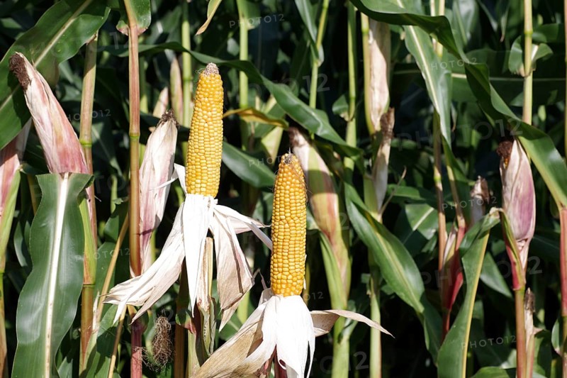 Corn (Zea mays), grain, two, corn field, Germany, Two corn cobs are freed from their husks. This is how you can see the ripe yellow corn kernels, Europe