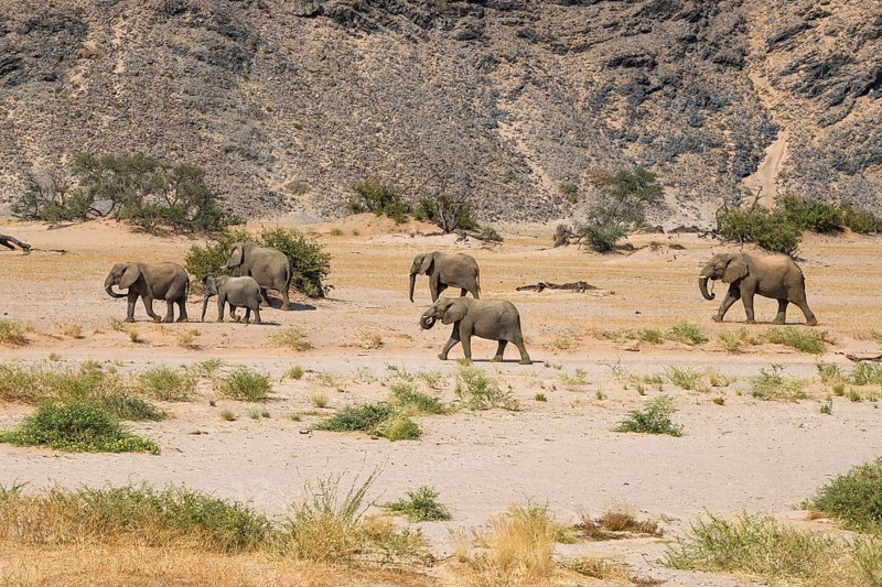 Desert elephants (Loxodonta africana) in the Huab dry river, Damaraland, Kunene region, Namibia, Africa