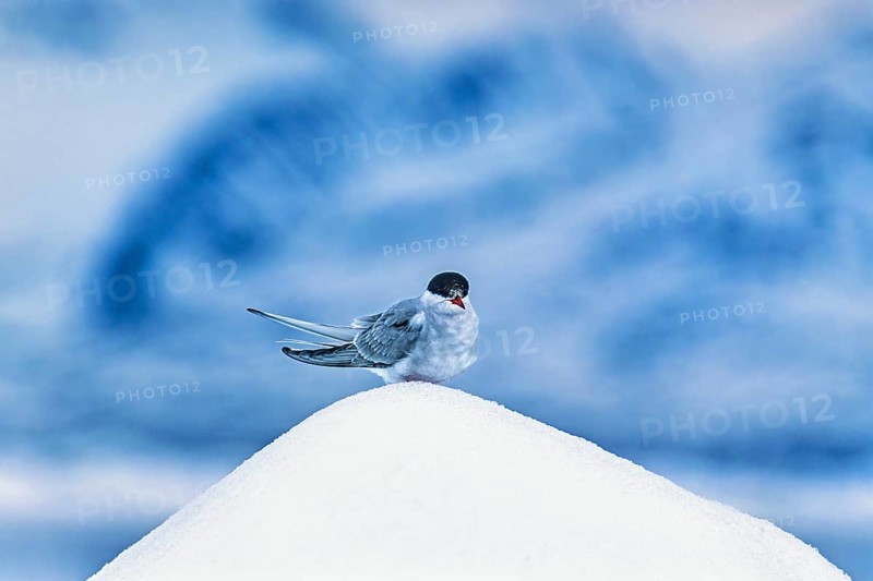 Arctic tern (Sterna paradisaea) sitting on top of a iceberg in Arctic, Svalbard, Norway, Europe