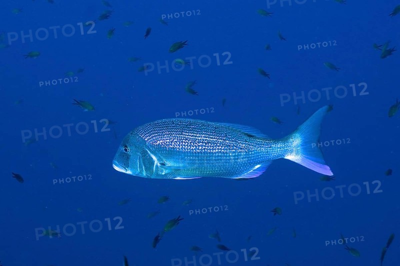 Common dentex (Dentex dentex) in the Mediterranean Sea near Hyères. Dive site Giens Peninsula, Côte d'Azur, France, Europe