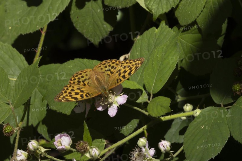Silver-washed fritillary (Argynnis paphia) butterfly feeding on a Bramble flower in a woodland, Suffolk, England, United Kingdom, Europe