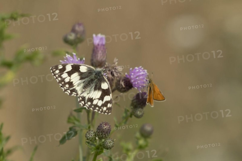 Marbled white (Melanargia galathea) butterfly feeding on a Creeping thistle flower in the summer, Suffolk, England, United Kingdom, Europe