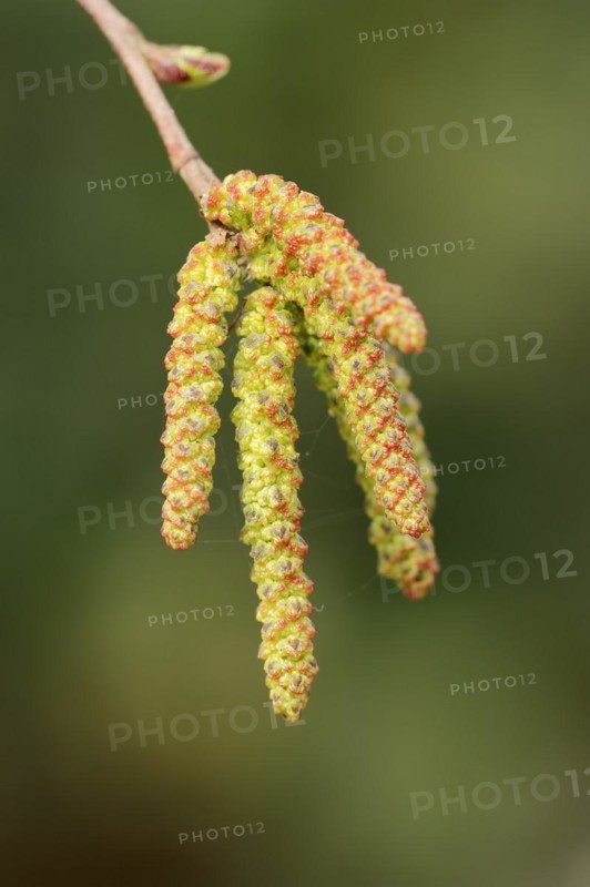 Gray alder (Alnus incana), male catkins, North Rhine-Westphalia, Germany, Europe