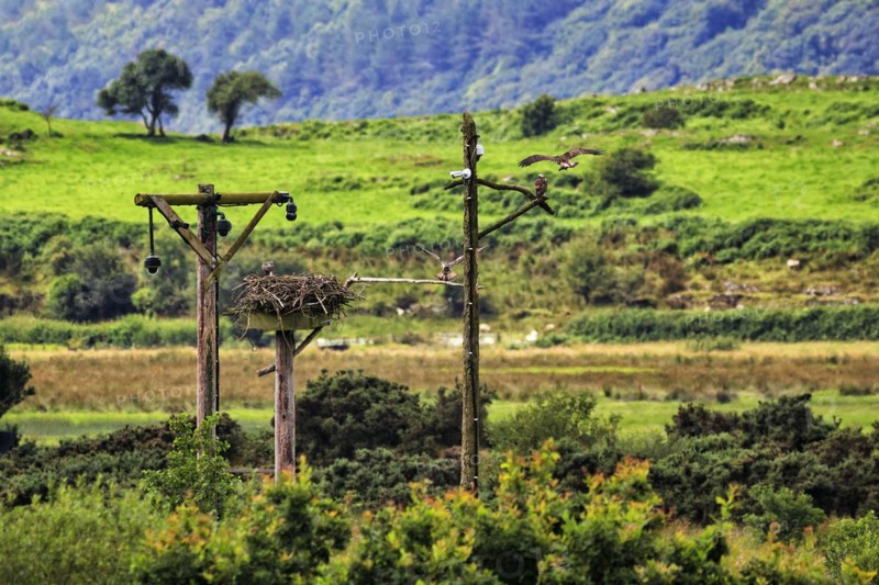 White-tailed Eagle Observatory, eyrie at Dyfi Wildlife Centre, Dyfi UNESCO Biosphere Reserve for Biodiversity, Machynlleth, Powys, Wales, United Kingdom, Europe
