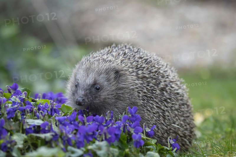 European hedgehog (Erinaceus europaeus) adult animal walking across flowering Violet flowers in a garden, England, United Kingdom, Europe