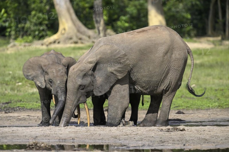 African forest elephants (Loxodonta cyclotis) in the Dzanga Bai forest clearing, Dzanga-Ndoki National Park, Unesco World Heritage Site, Dzanga-Sangha Complex of Protected Areas (DSPAC), Sangha-Mbaéré Prefecture, Central African Republic, Africa