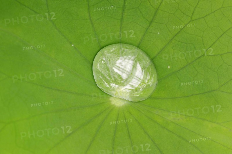 Indian lotus flower (Nelumbo nucifera, Nelumbium speciosum), leaf with water droplets, ornamental plant, North Rhine-Westphalia, Germany, Europe