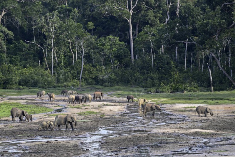 African forest elephants (Loxodonta cyclotis) in the Dzanga Bai forest clearing, Dzanga-Ndoki National Park, Unesco World Heritage Site, Dzanga-Sangha Complex of Protected Areas (DSPAC), Sangha-Mbaéré Prefecture, Central African Republic, Africa