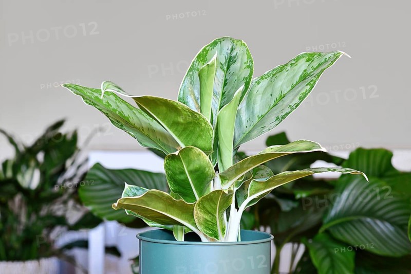 Potted tropical 'Aglaonema Royal Diamond' houseplant with silver pattern