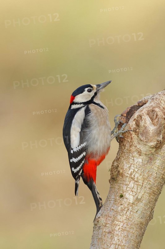Great spotted woodpecker (Dendrocopos major) male sitting at a water pot in a tree trunk to search for food, Animals, Birds, Woodpeckers, Wilnsdorf, North Rhine-Westphalia, Germany, Europe