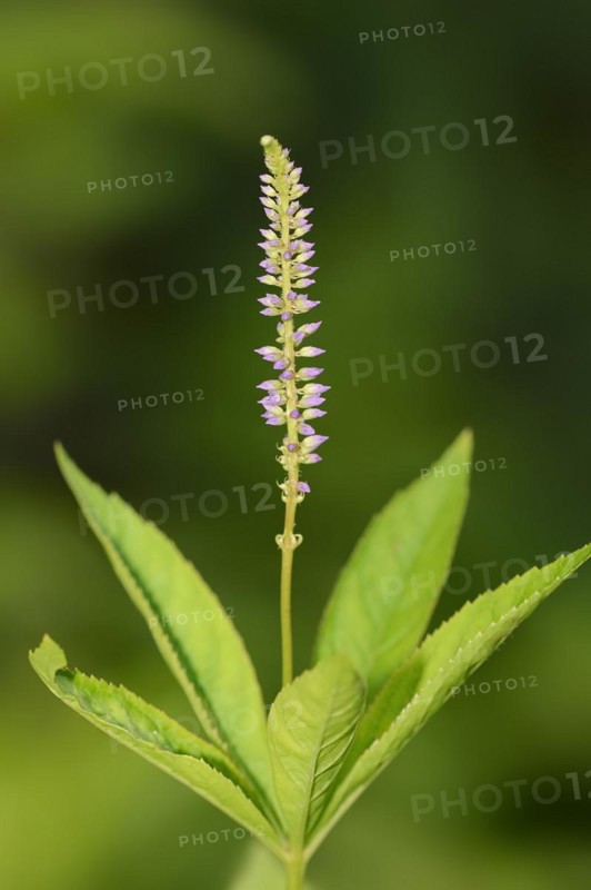 Siberian Giant Speedwell or Candelabra Speedwell (Veronicastrum sibiricum), inflorescence, North Rhine-Westphalia, Germany, Europe