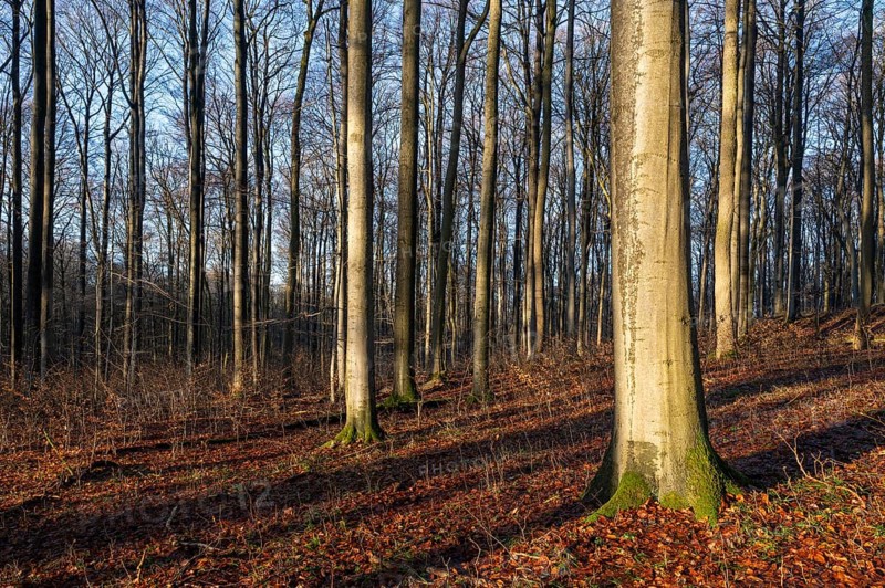 European beech forest, common beeches (Fagus sylvatica), in autumn, blue sky, Hainich National Park, Thuringia, Germany, Europe