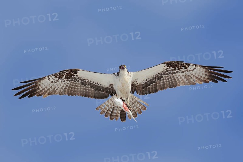 Western osprey (Pandion haliaetus) flying with preyed fish, Everglades National Park, Florida, USA, North America