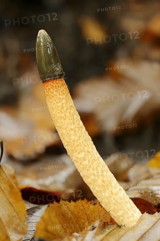 Dog stinkhorn (Mutinus caninus), North Rhine-Westphalia, Germany, Europe