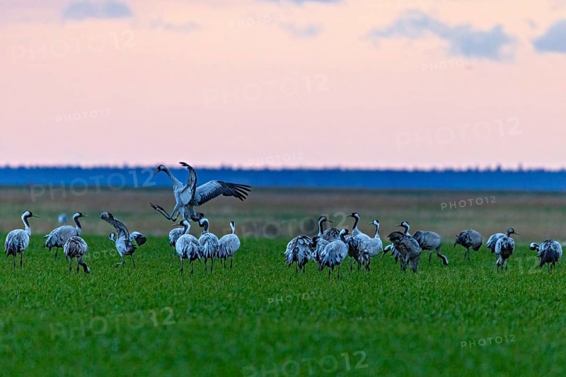 Kraniche auf einem Feld bei Dämmerung, bieten einen Einblick in den jährlichen Vogelzug, Kraniche auf dem Darß