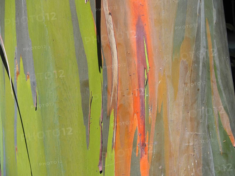 Close-up of bark of rainbow gum (Eucalyptus deglupta), La Amistad National Park, Selva Bananito Lodge, Costa Rica, Central America