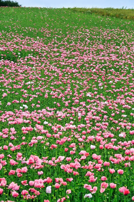 Opium poppy (Papaver somniferum), cultivation of edible poppy, poppy field, pink flowers and seed capsules, Germerode, Meißner, Geo-nature park Park Frau-Holle-Land, Hesse, Germany, Europe