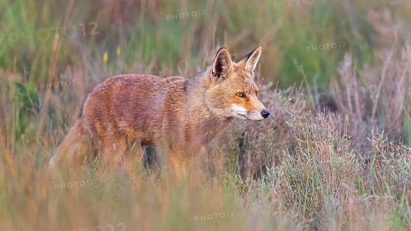 Red fox (Vulpes vulpes) foraging, hunting, on the hunt, in cover, stalking, predator, Central Europe, Saxony-Anhalt, Middle Elbe Biosphere Reserve