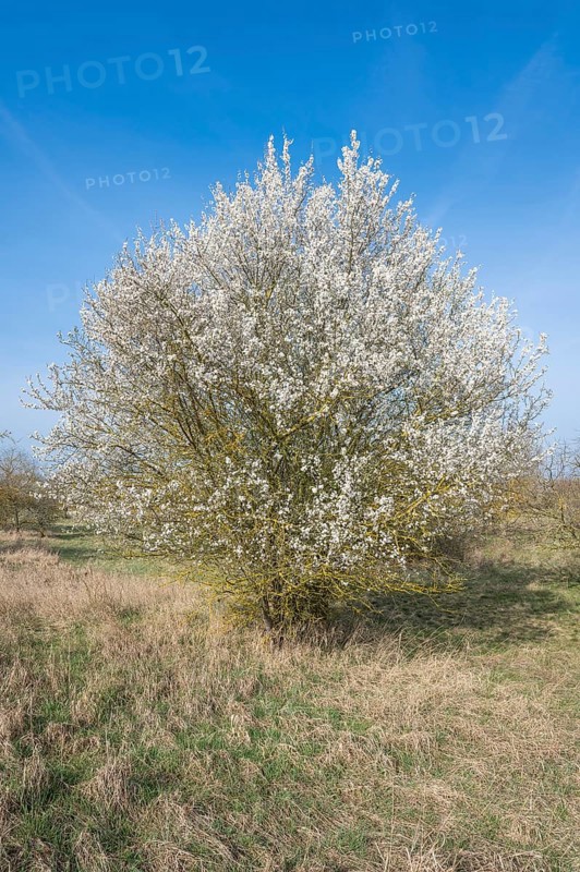 Blackthorn (Prunus spinosa) white flowering, Thuringia, Germany, Europe