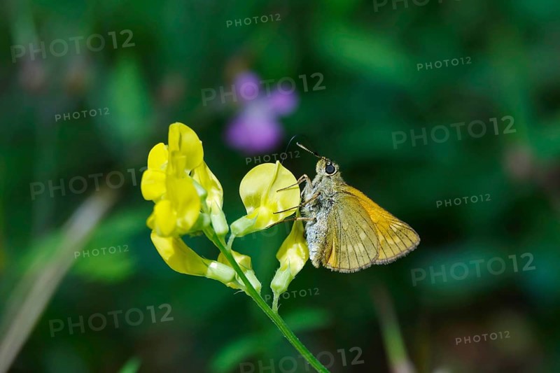 Thick-headed butterfly (Pompeius pompeius), June, Saxony, Germany, Europe