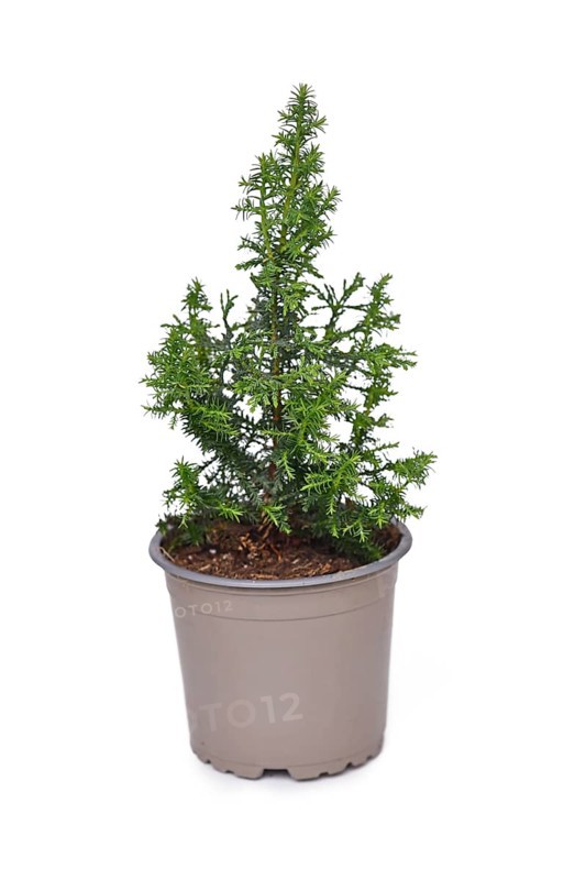 Small potted conifer tree plant on white background