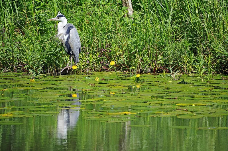 Grey heron reflected in the calm waters of a canal, water lilies, Scotland Great Britain