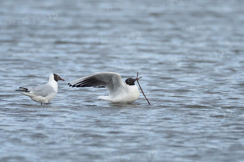 Black headed gull (Chroicocephalus ridibundus) two adult birds on a lagoon, one with nesting material in its beak in spring, England, United Kingdom, Europe