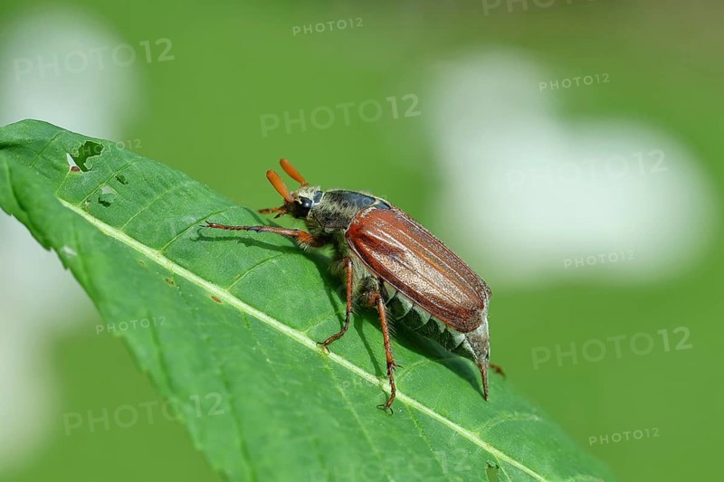 Northern cockchafer (Melolontha hippocastani), male, on a leaf of a horse chestnut (Aesculus hippocastanum), Wilnsdorf, North Rhine-Westphalia, Germany, Europe