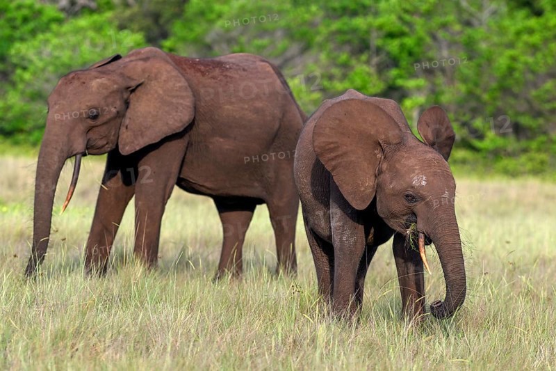 African forest elephants (Loxodonta cyclotis) in a clearing in Loango National Park, Parc National de Loango, Ogooué-Maritime Province, Gabon, Africa