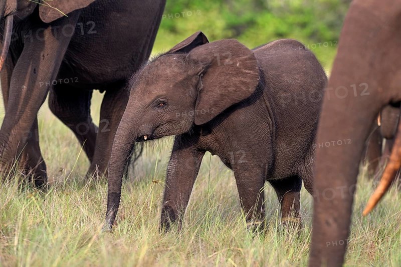 African forest elephant (Loxodonta cyclotis) in a clearing in Loango National Park, Parc National de Loango, young animal, Ogooué-Maritime Province, Gabon, Africa