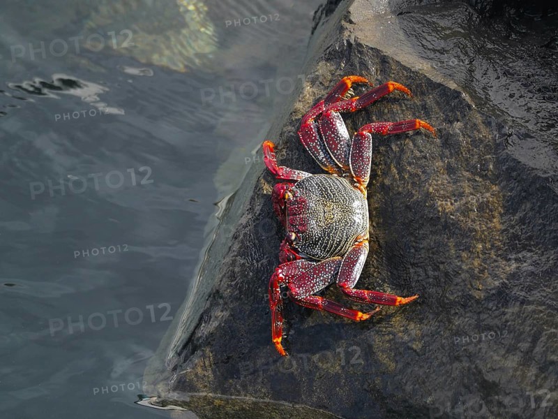 A red rock crab (Grapsus adscensionis) sits on a rock at the water's edge. Puerto de Santiago, Tenerife, Canary Islands, Spain, Europe