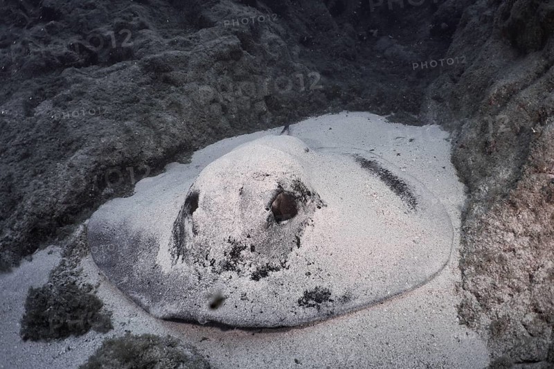 A round stingray (Taeniura grabata) rests on the sandy bottom between lava rocks. Dive site Los Champignones, Las Galletas, Tenerife, Canary Islands, Spain, Europe