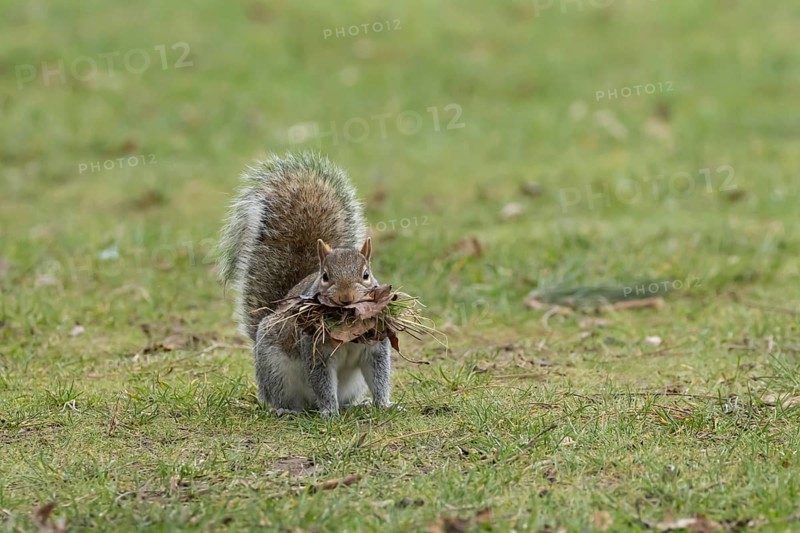 Grey squirrel (Sciurus carolinensis) adult animal with leaves and grass in its mouth for nesting material, England, United Kingdom, Europe