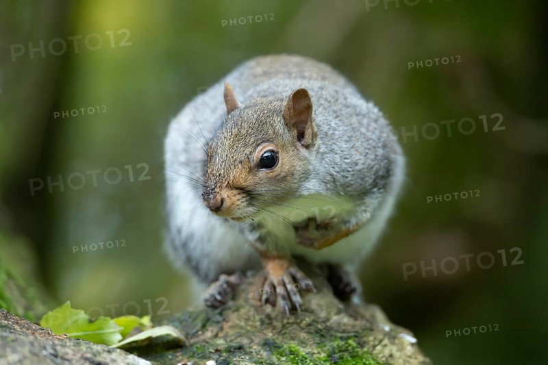 Grey squirrel (Sciurus carolinensis) adult animal on a tree branch, England, United Kingdom, Europe