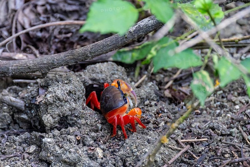 Harlequin crab (Cardisoma armatum), Manuel Antonio National Park, Puntarenas district, Costa Rica, Central America