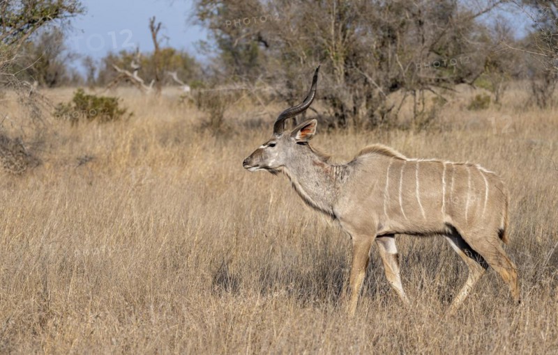 Greater Kudu (Tragelaphus strepsiceros) in dry grass, adult male, Kruger National Park, South Africa, Africa