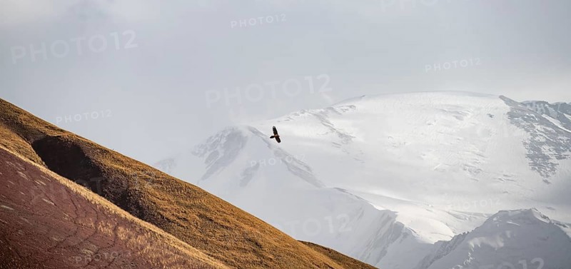 Bearded vulture (Gypaetus barbatus) in flight in front of a glaciated mountain peak, Lenin Peak, Trans Alay Mountains, Pamir Mountains, Osh Province, Kyrgyzstan, Asia