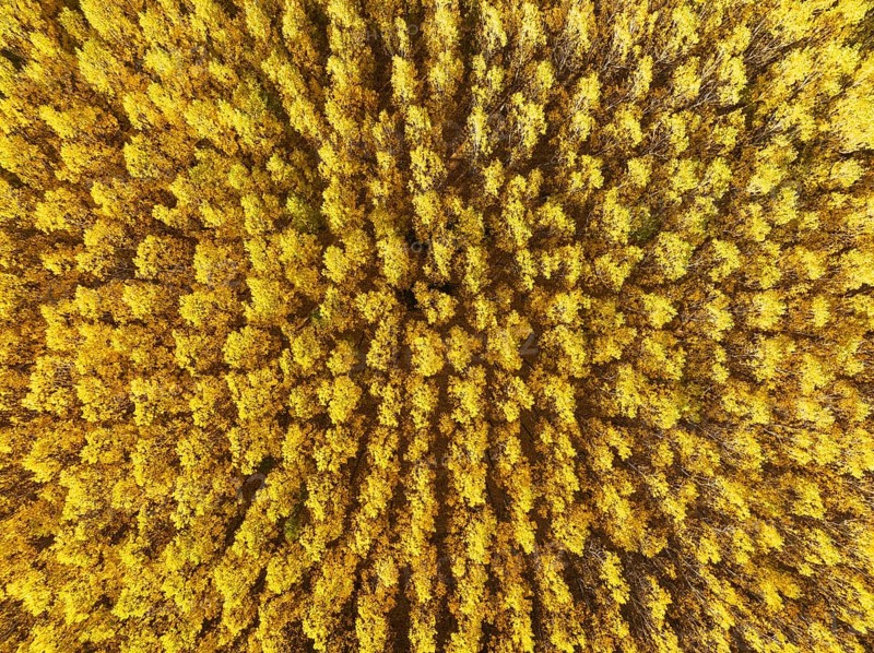 European Aspen (Populus tremula) in autumnal colours. Cultivated for timber. Aerial view. Drone shot. Granada province, Andalusia, Spain, Europe