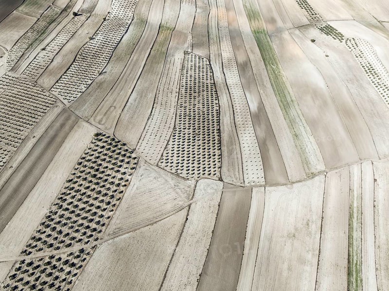 Farmland and cultivated olive trees (Olea europaea) . Aerial view. Drone shot. Granada province, Andalusia, Spain, Europe