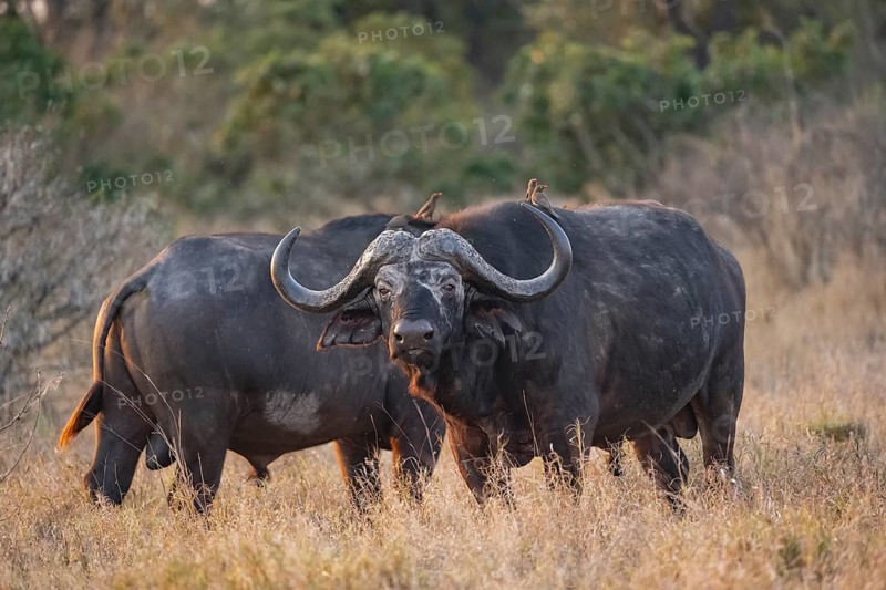 African buffalo (Syncerus caffer caffer) with red-billed oxpecker (Buphagus erythrorynchus), two adult males, in dry grass, in the evening light, Kruger National Park, South Africa, Africa