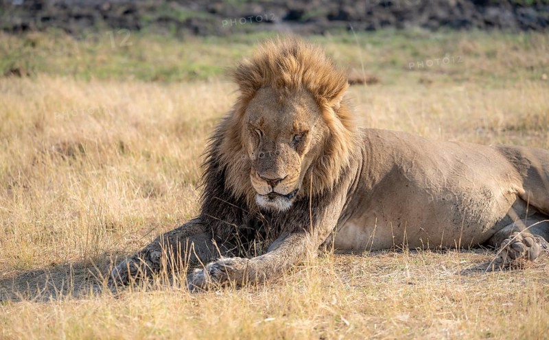 Lion (Panthera leo), animal portrait, adult male sleeping, lying in dry grass, Khwai, Okavango Delta, Moremi Game Reserve, Botswana, Africa