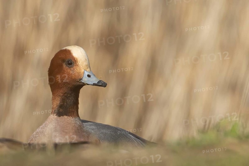Eurasian wigeon duck (Mareca penelope) adult male bird head portrait, Lincolnshire, England, United Kingdom, Europe