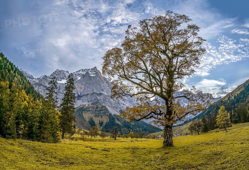 Maple tree with autumn leaves, autumn landscape in Rißtal with Spritzkarspitze, Großer Ahornboden, Engalpe, Eng, municipality of Hinterriß, Karwendel Mountains, Alpenpark Karwendel, Tyrol, Austria, Europe