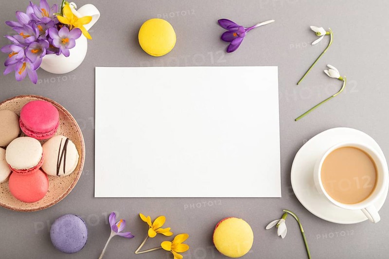 White paper sheet mockup with spring snowdrop crocus flowers and multicolored macaroons on gray pastel background. Blank, business card, top view, flat lay, copy space, still life. spring concept