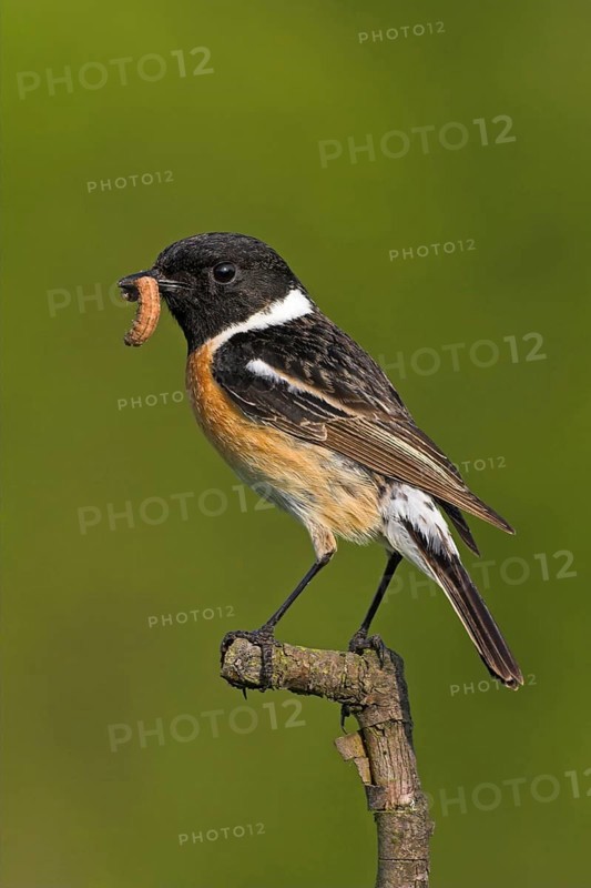 Stonechat, (Saxicola torquata), foraging, male, Bad Dürkheim district, Eich, Rhineland-Palatinate, Germany, Europe